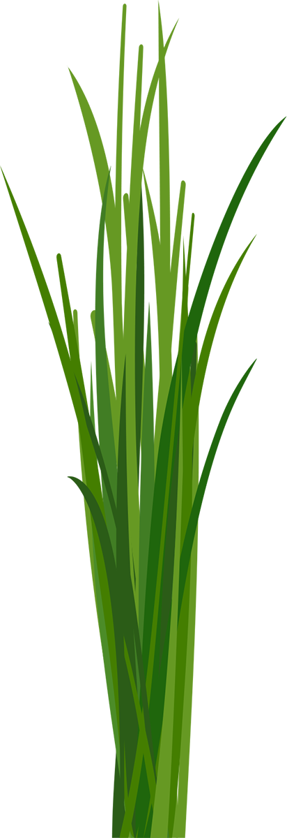 Grass graphic